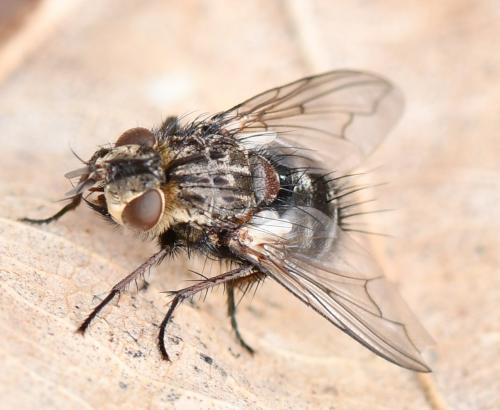 Réf. 250 455 : Bothria frontosa